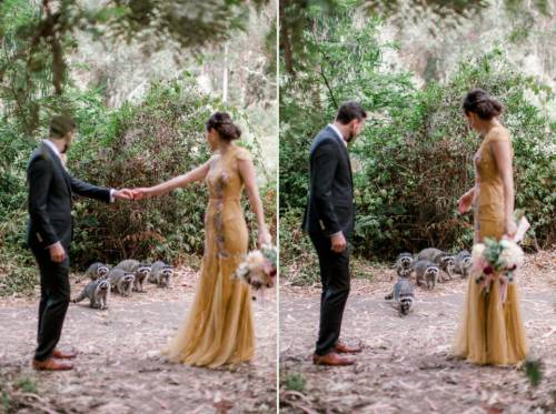 gluten-free-pussy: babyanimalgifs:A family of raccoons photobombed a wedding photoshoot  (Source)Tho