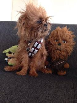 cute-overload:  My friend’s dog won 3rd place on a Petco Star Wars contest.http://cute-overload.tumblr.com 