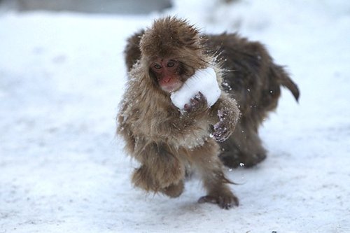 Snow Monkeys - Snowball Fight