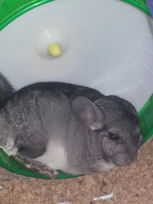 The chins (JANET! &amp; Maveryck) are pooped, but Spudly the Hammy is ready &amp; rarin&rsquo; to go