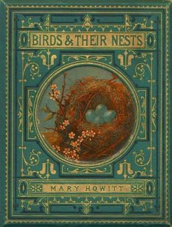 fawnvelveteen:Birds & Their Nests by