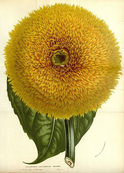 heaveninawildflower:Helianthus Californicus Insignis taken from Flore des serres et des jardins de l