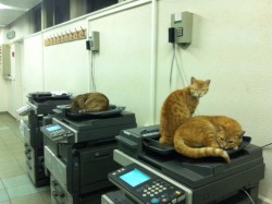 skullspeare:  bead-bead:  awwww-cute:  These cats live in our office, this is where they sleep  Have you considered only one cat sleeps there, and the rest are……  copycats? 