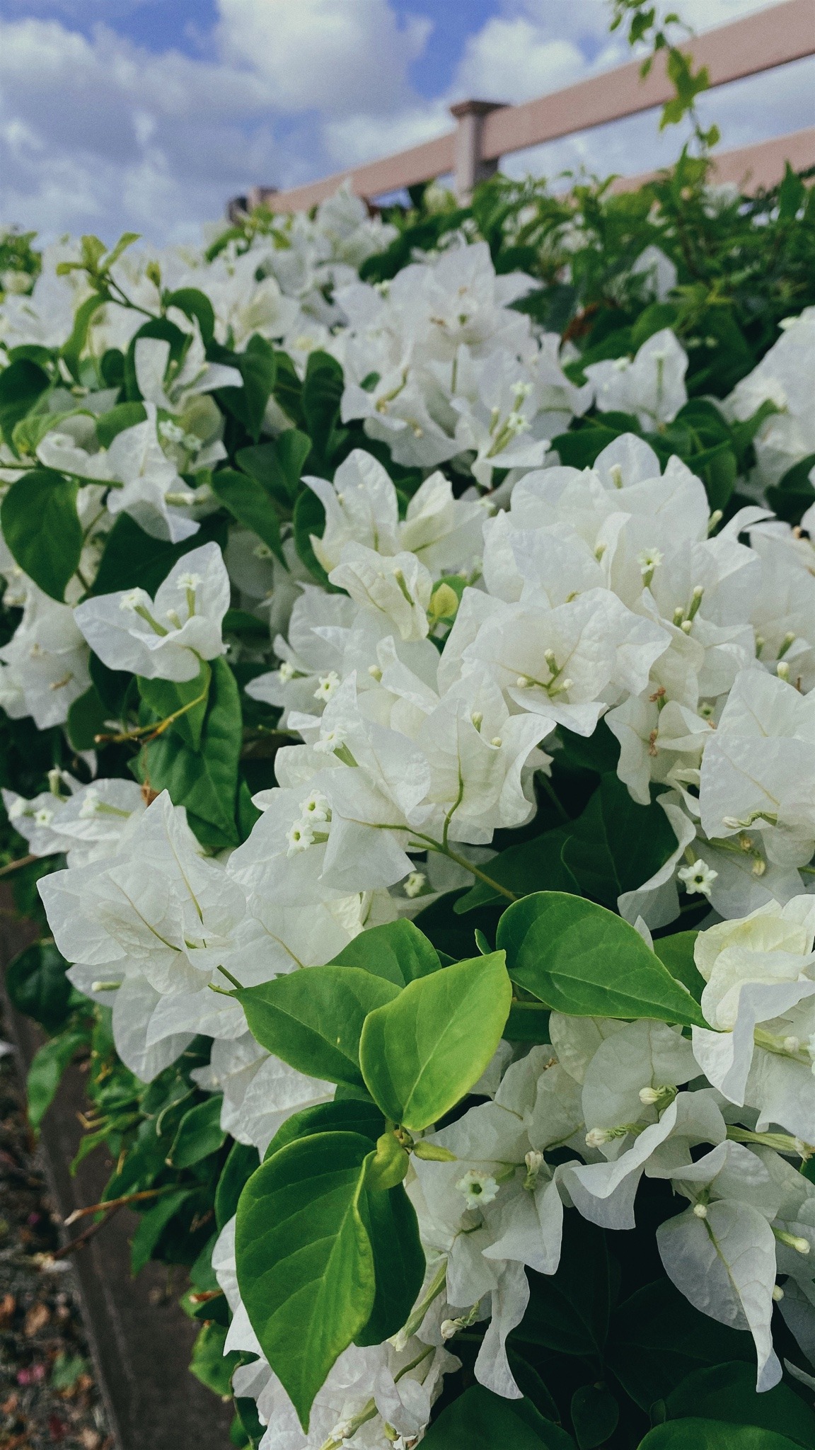 Porn White bougainvillea27.2.2021 photos