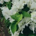 Porn White bougainvillea27.2.2021 photos