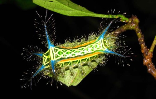 coolthingoftheday:  1. Spun glass caterpillar2. Io caterpillar3. Jewel caterpillar4. Unknown5. Flannel caterpillar6. Darth Vader caterpillar7. Polyura Sempronius8. Slug caterpillar9. Big-headed caterpillar10. American dagger caterpillar
