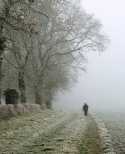  Savernake Forest, Wiltshire. By The Wessex