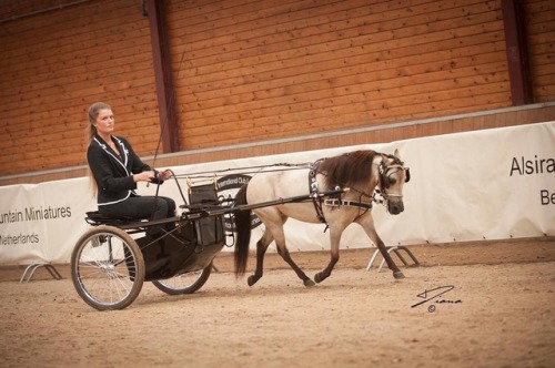 all-the-horses: Alliance Woodys ShampaineLittle Kings Leatherwood Buckeroo x Areal Live Toy4UMiniatu