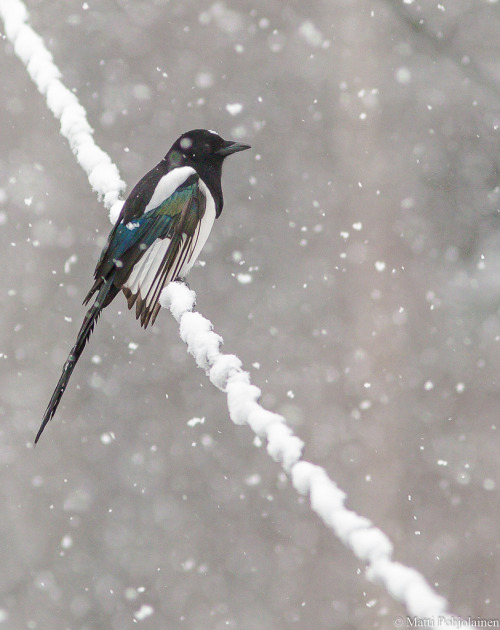 thalassarche:Eurasian Magpie (Pica pica) - photo by Matti Pohjolainen