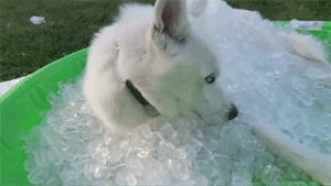 blazepress:  Keeping a husky cool in the summer.