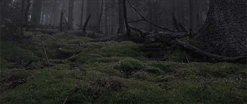 blazepress:  Digital Projection Mapping Turns the Forest into a Glowing Wonderland 