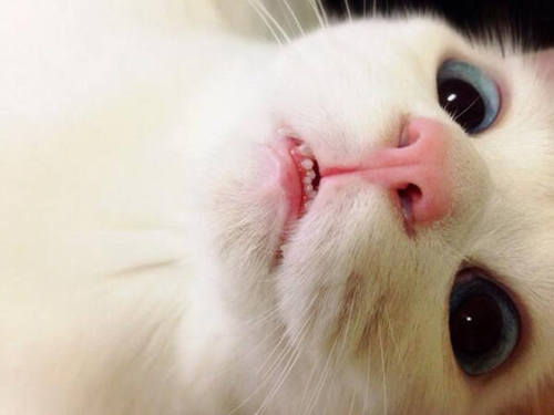 misstransatlantic: kittehkats: More of Setsu-chan at his derpy best. Drool on my friend.  Drool