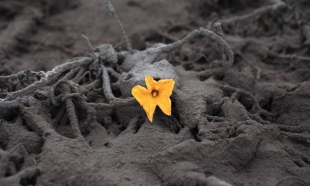 A flower is surrounded by ash from Mount Sinabung near Sibintun village, Indonesia. (Photo by Beawiharta/Reuters via The Guardian)