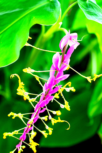 I learned something new today.  I planted this strange flowering ginger, Globba wintii, la