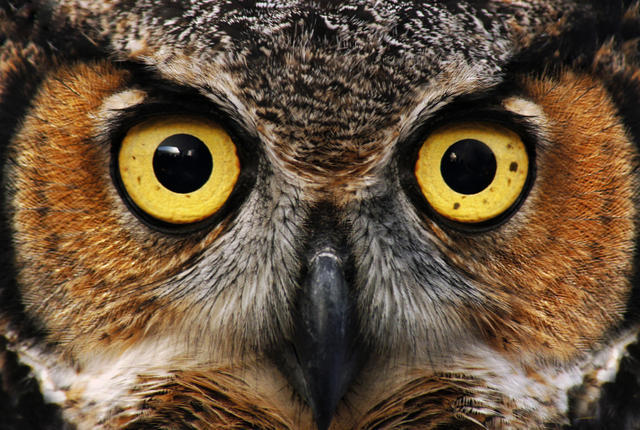 mentalflossr:  It’s a myth that owls can rotate their heads 360 degrees. The birds