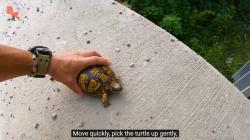 coyotepack-official: how to help a turtle cross a roadway: “Now let’s talk about safety 