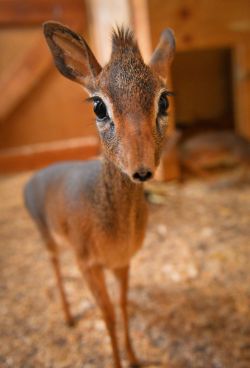 iraffiruse:  The Dik Dik (actual name, real animal) 