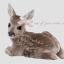 bambi-eyes444