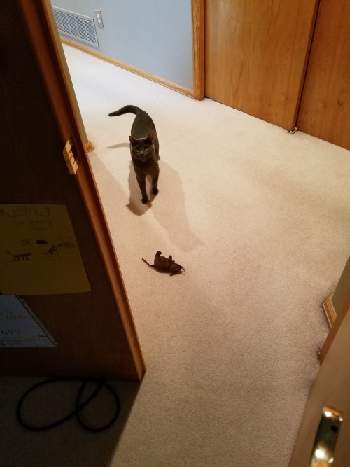reelaroundthedavekan:Miso the mighty hunter has delivered her latest victim… The Ikea mice in