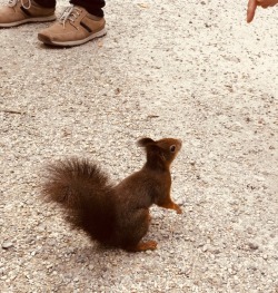 vienna-city:squirrel. schlosspark schönbrunn.