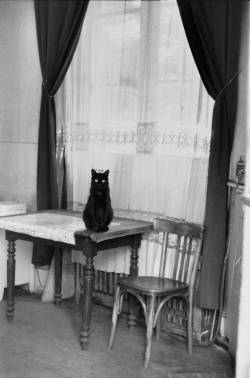 le-narrateur:Cat, Paris, 1953. Photography