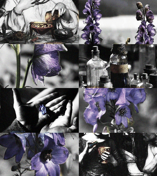 onlyechoesrespond:♚ Plants in Mythology → Aconite/Aconitum (also known as the queen of poisons, monk