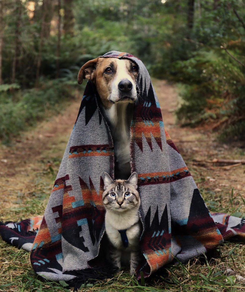 Best friends forever 🐕🐈❤️