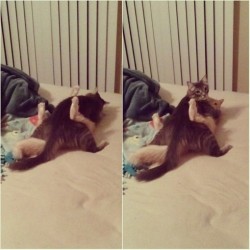 omgwang:  caught my cats having sex like human.. 