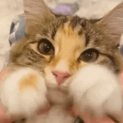 Cat Stimboard With Paws And Food!!