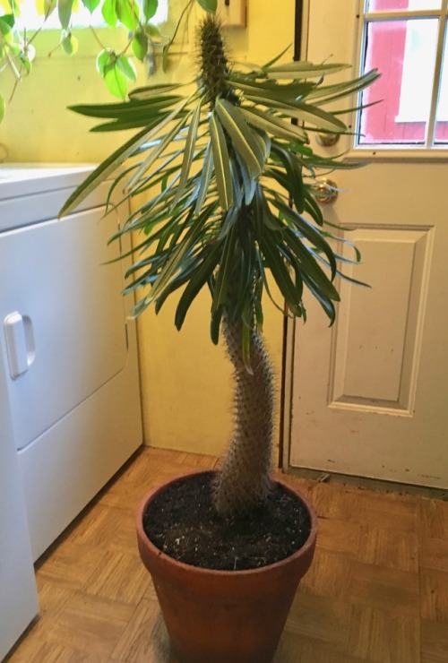 I can’t find a picture from when I first got the Madagascar palm, at least 5 years ago, but three ye