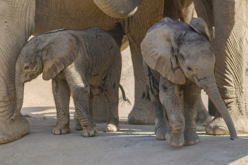 sweetestpiglet: sdzoo:We’ve welcomed another baby ellie! Learn about Zuli’s new little s