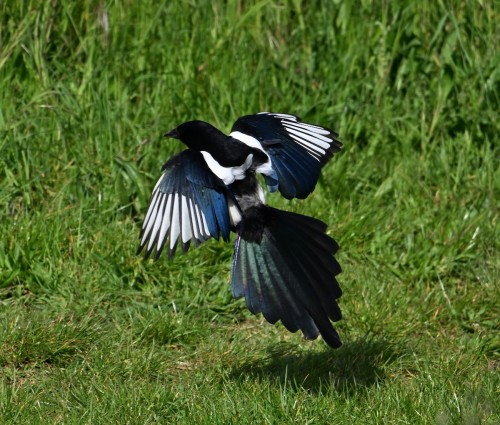 Eurasian Magpie (Pica Pica)