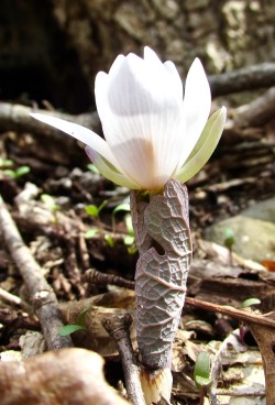 geopsych:Bloodroot, the lotus of the woods.