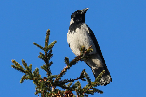 A watchful Crow/kråka high up in a spruce. 