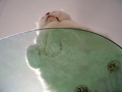 Funny Cat Pics — 25 hilarious pictures of cats on the glass! Look all 25 pictures HERE - http://funn