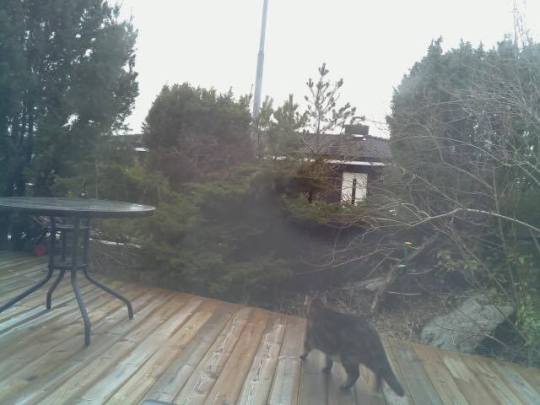 jedike:  jedike: my sister & her boyfriend set up a camera overlooking their porch and her boyfriend created a program called TACOS (there’s a cat on the sun deck) that uses amazon rekognition so they get a notification if there is a cat there…this