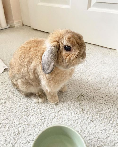 Moulting season!  BenBen looks one size smaller  I keep BenBen’s fur   現在、大換毛中で一回り小さく見えるベンちゃん。