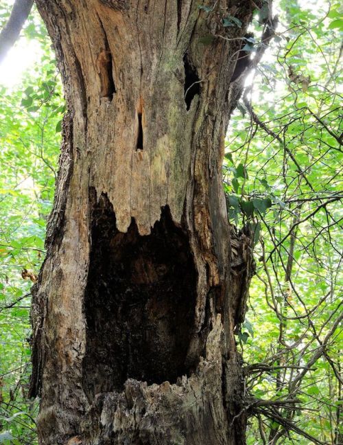 Porn unexplained-events: Tree Pareidolia photos