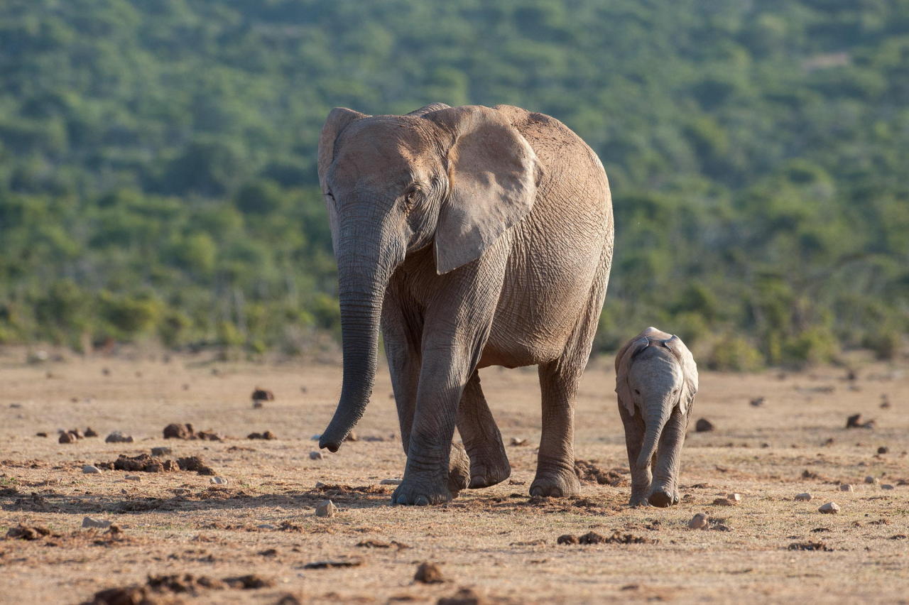 llbwwb:  (via 500px / Mama’s boy by Gorazd Golob)