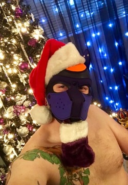 pupartemis:  foxpupkit:  Deck the halls with