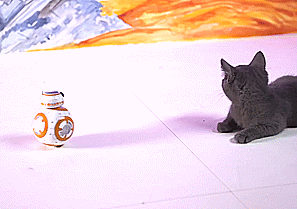 disneynicole:leiaorggana:Cats meeting BB-8 (Dogs meeting BB-8)Yes.