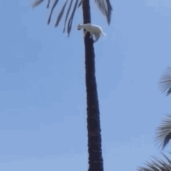 friendshipismax:  heroinferno:  rack-hound:  gifsboom:  Goats are amazing climbers. [video] (via Shady_Slim)  @babygoatsandfriends  HAX!  How is it even hanging on???? 