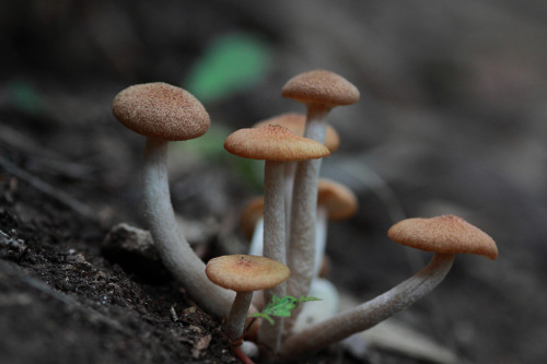 sjalvdestruktiv:Mushroom Cluster, Texas by M.Christian