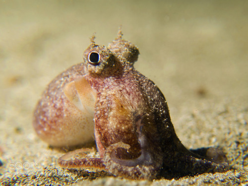 lifeunderthewaves:Tiny octopus by thomaspommerin A small octopus crawling along the seafloor