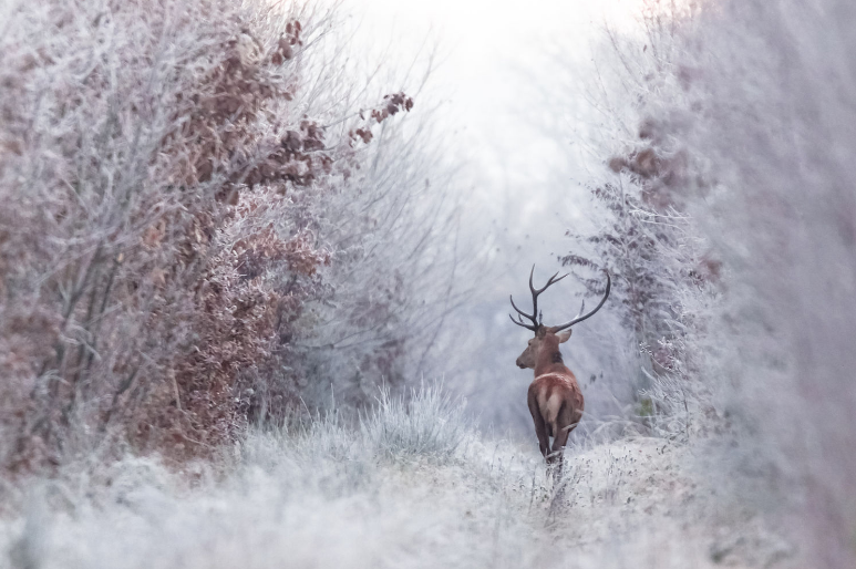 megarah-moon:“Faerie Winter” by Nicolas Le Boulanger  