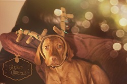 lahdifreakndah:  Sophie the Christmas Vizsla 