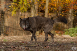 elegantwolves:  by Blackwolf Kuzoku