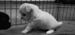https://69.media.tumblr.com/1cb9ab4118f35650b785c0cb8a0f44e0/tumblr_mfc453Xuak1riw686o1_400.gif