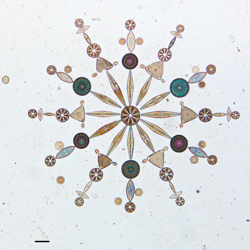 itscolossal:  Artistic Arrangements of Microscopic Algae Viewed Through a Microscope