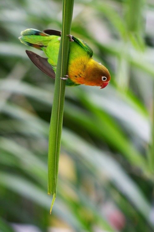 this-is-wild: (via 500px / Parakeet by Mahmud Ahsan)